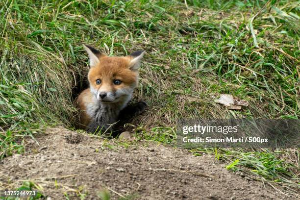 high angle view of red fox on field,schwerzenbach,switzerland - red fox stock-fotos und bilder