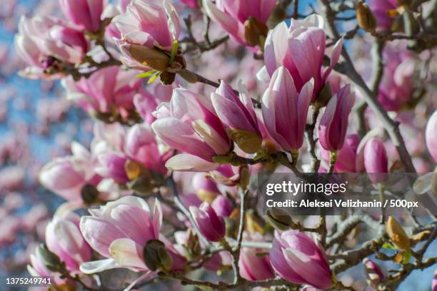 rose tree blossom,close-up of pink cherry blossoms in spring,philadelphia,mississippi,united states,usa - magnolia flower stock-fotos und bilder