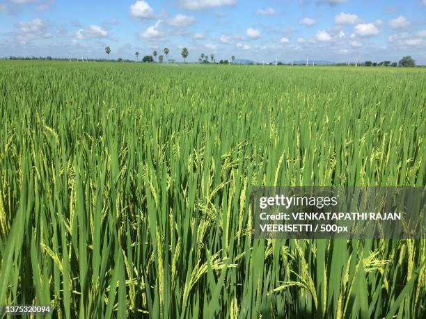 scenic view of agricultural field against sky,godavarru,andhra pradesh,india - better rural india stock-fotos und bilder