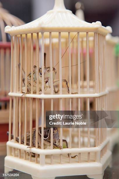 crickets; wanshang bird & flower market; laoximen - cricket cage stock pictures, royalty-free photos & images