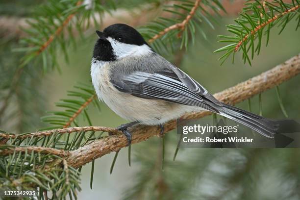 chickadee hautnah - chickadee stock-fotos und bilder