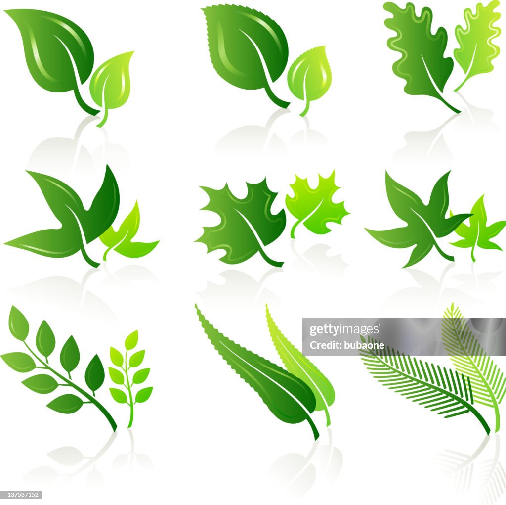 Green leaves illustration set