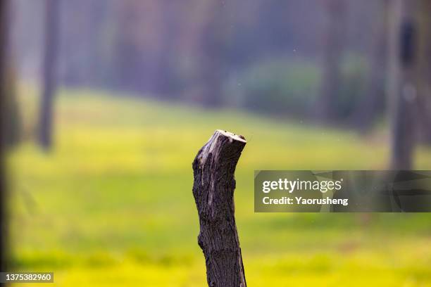 stump of felled tree in the forest - twig photos et images de collection