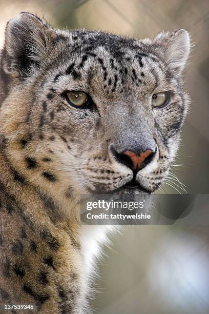 snow leopard - snow leopard print stock pictures, royalty-free photos & images