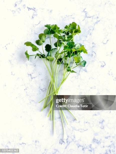 coriander on white background - cilantro stock pictures, royalty-free photos & images