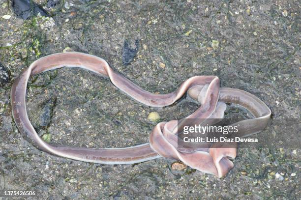 nemertines "ribbon worms" - parasite movie bildbanksfoton och bilder