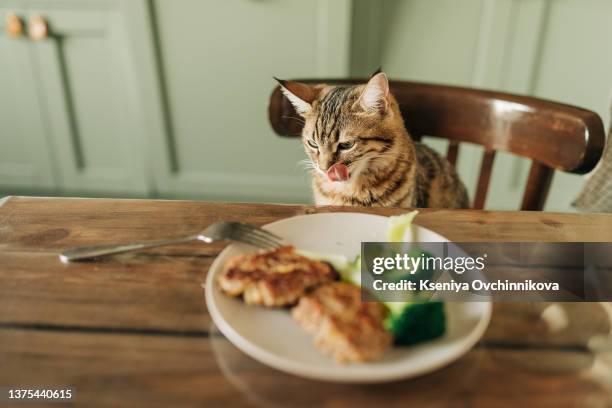 young cat after eating food from kitchen plate. focus on a cat - cat food ストックフォトと画像