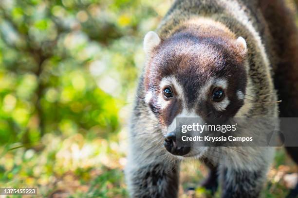 white-nosed coati (nasua narica), close up - coati stock-fotos und bilder