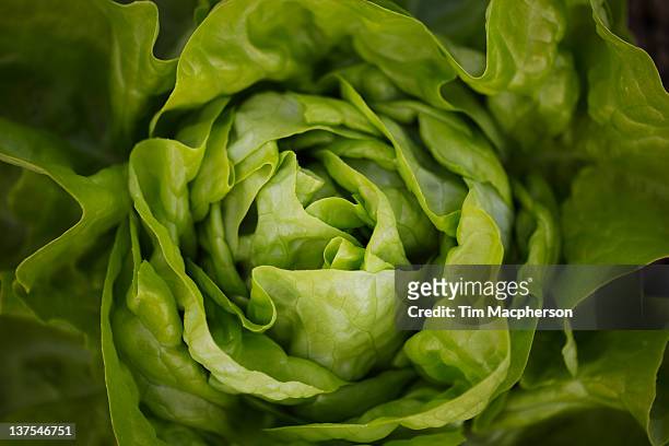 close up of head of butterhead lettuce - butterhead lettuce stock pictures, royalty-free photos & images