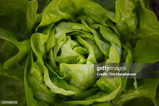 close up of head of butterhead lettuce - butterhead lettuce - fotografias e filmes do acervo