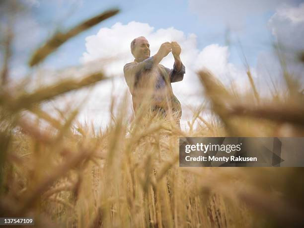 farmer with barley (hordeum vulgare) in field - barleys stock pictures, royalty-free photos & images