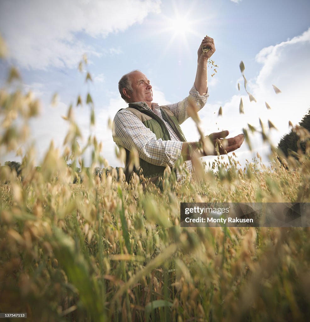 Farmer with oats (Avena sativa) in field