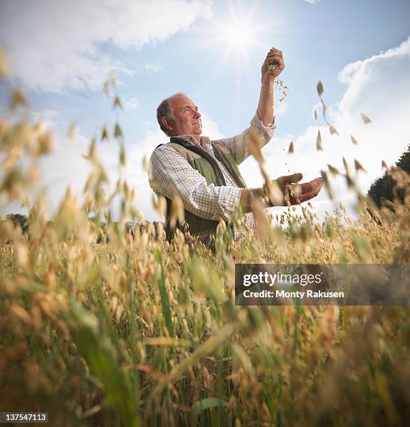 farmer with oats (avena sativa) in field - avena sativa stock pictures, royalty-free photos & images