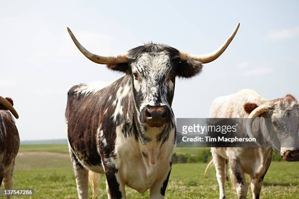 longhorn cattle walking in field - texas longhorn stock pictures, royalty-free photos & images
