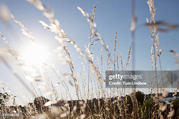 wheat stalks against blue sky - bornholm island stock pictures, royalty-free photos & images