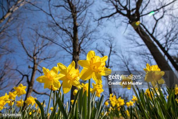 springtime daffodils - flowerbed isolated stock pictures, royalty-free photos & images