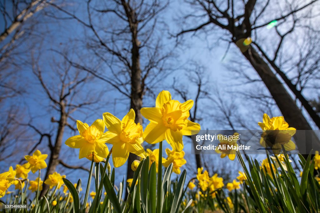 Springtime Daffodils