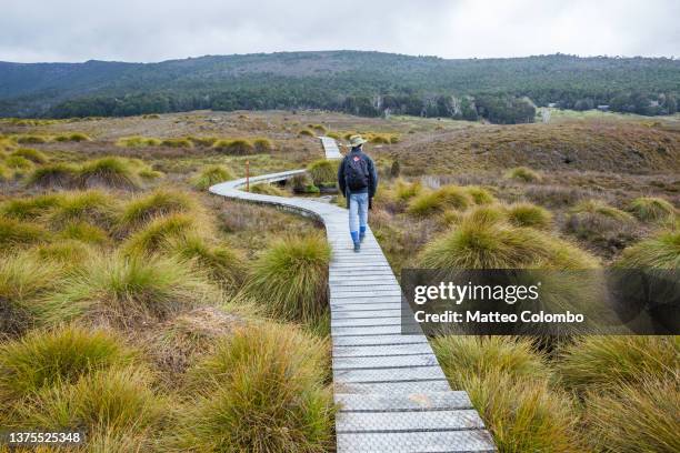 man walking on boardwalk, tasmania, australia - hiking australia stock pictures, royalty-free photos & images