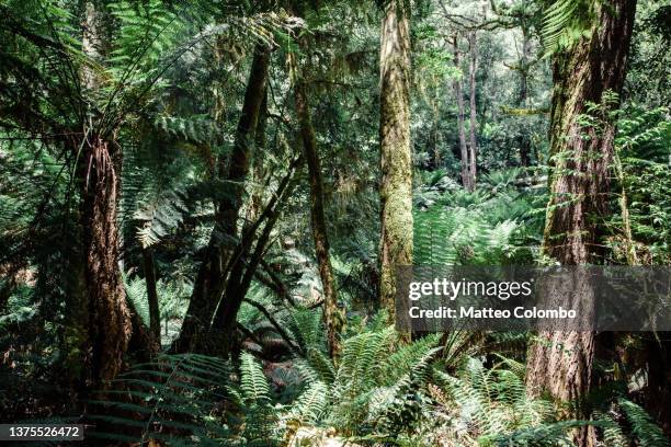 temperate rainforest in tasmania, australia - australian rainforest stock pictures, royalty-free photos & images