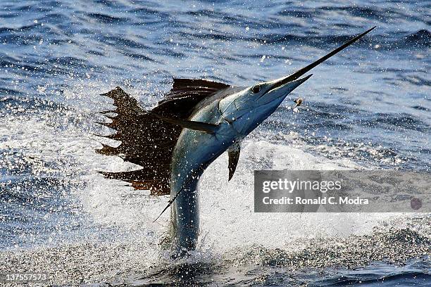 Fishing for sailfish on January 19, 2012 in Isla Mejures, Mexico.