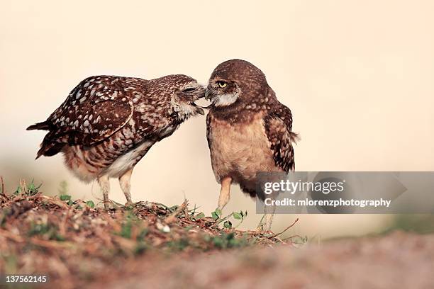 adult burrowing owl feeding owlet - cape coral stock pictures, royalty-free photos & images