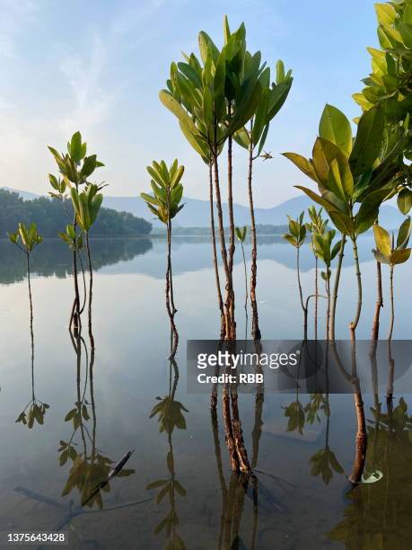mangrove plants - india aerial stock pictures, royalty-free photos & images