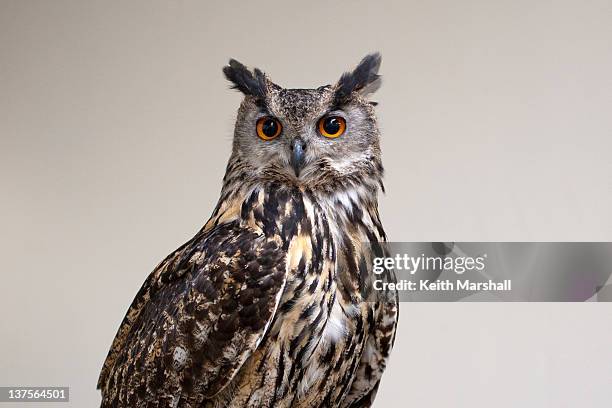 eagle owl - owl stockfoto's en -beelden