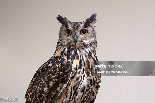 eagle owl - strix stock pictures, royalty-free photos & images