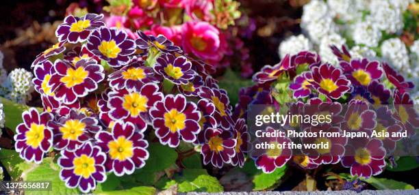 primula julian / primrose flowers - annuals stock-fotos und bilder