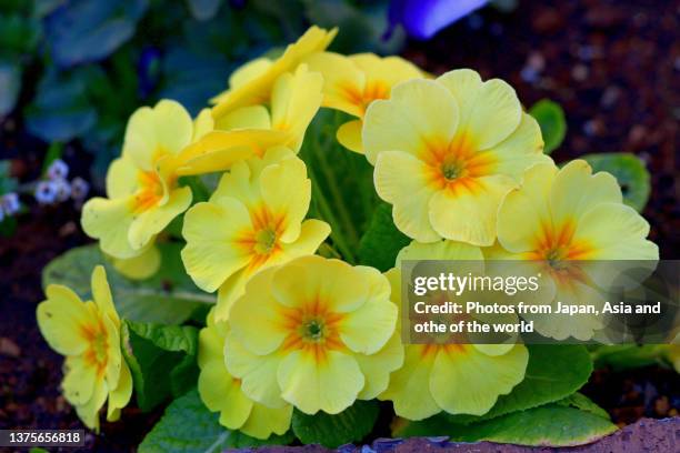 primula julian / primrose flowers - primula stock pictures, royalty-free photos & images