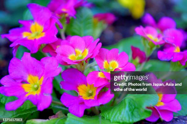 primula julian / primrose flowers - primula stock pictures, royalty-free photos & images