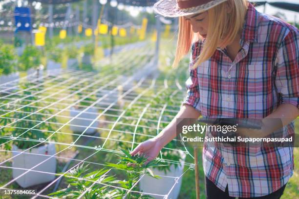 asian female working in the cannabis farm and using digital tablet. - cannabis concentrate stock pictures, royalty-free photos & images