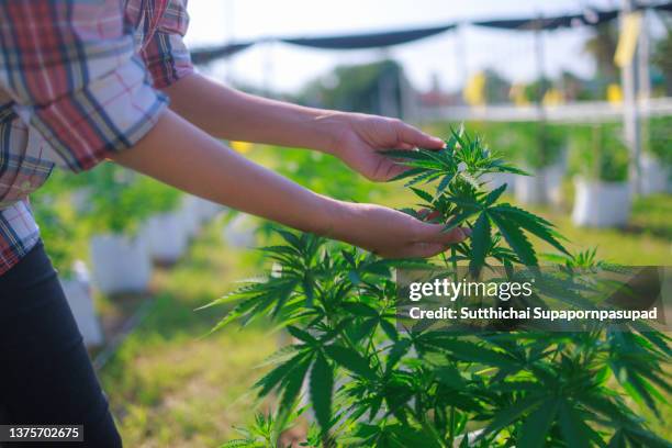 close up shot of female hand holding the cannabis leaf in the garden. - hemp agriculture stockfoto's en -beelden