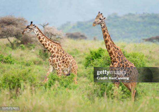 girafes dans la savane - east africa photos et images de collection