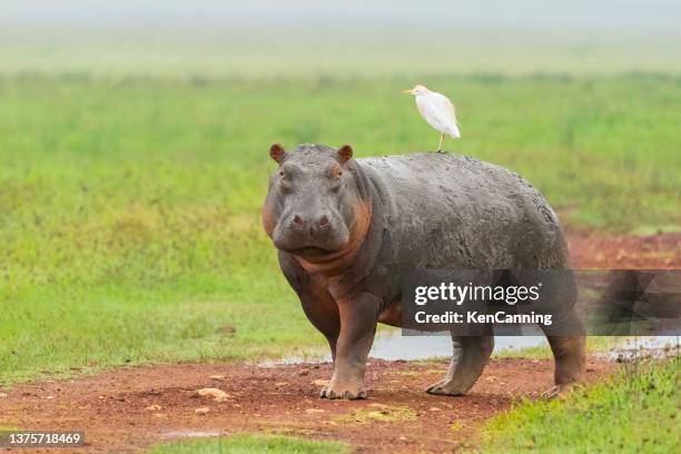 hippopotamus walking with a cattle egret - hipopotamo imagens e fotografias de stock