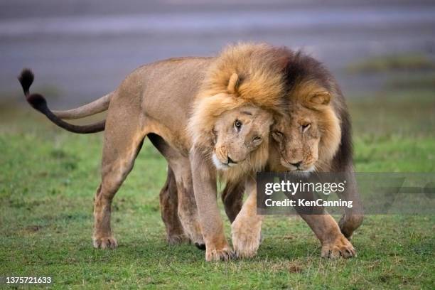 leoni maschi affettuosamente saluto - ngorongoro foto e immagini stock