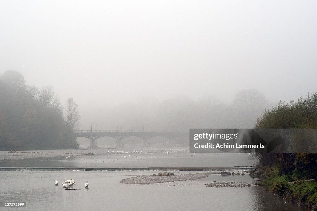 Ducks and birds in river