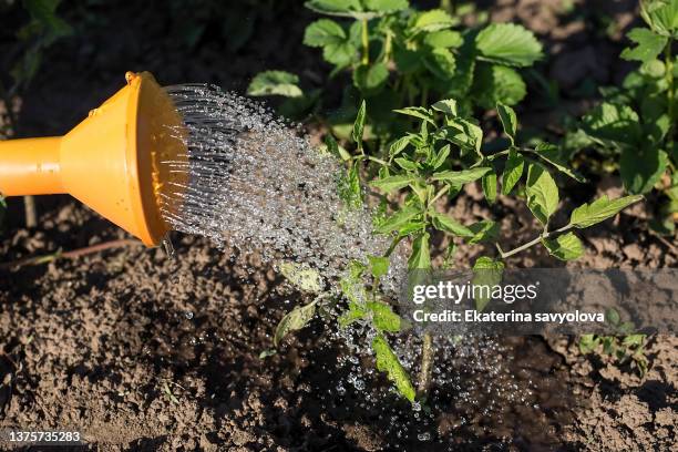 watering of tomato seedlings from a watering can. - plant de tomate bildbanksfoton och bilder