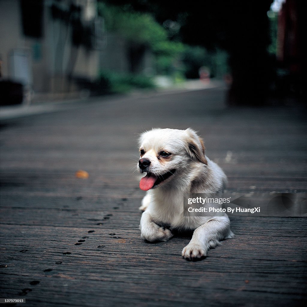 Dog sitting on wooden plank