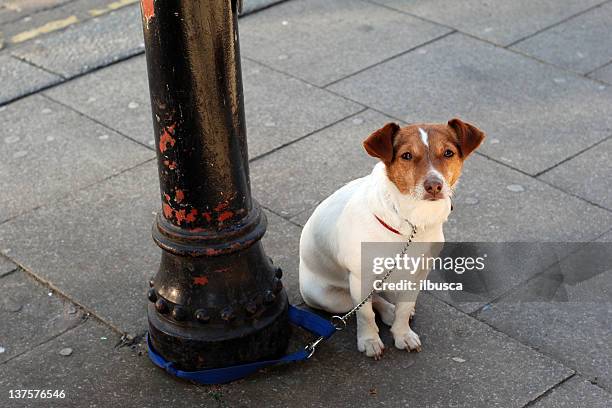 perro de espera - amarrado fotografías e imágenes de stock