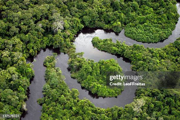 forest river - región del amazonas fotografías e imágenes de stock