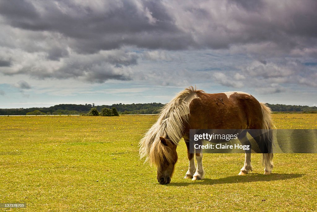 Stormy sky pony