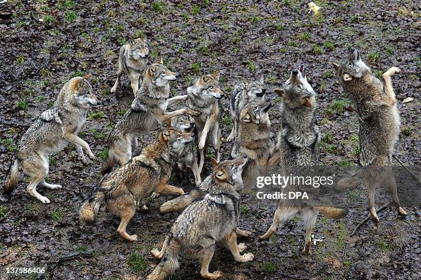 Pack of Eurasian Wolves are fed in their enclosure at the Wildpark Schloss Tambach in the southern German city of Tambach on January 22. 2012. AFP...