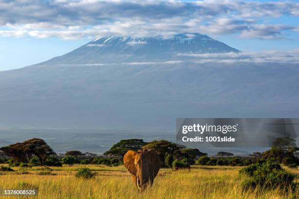 mt kilimanjaro and african elephant at wild - graze stockfoto's en -beelden