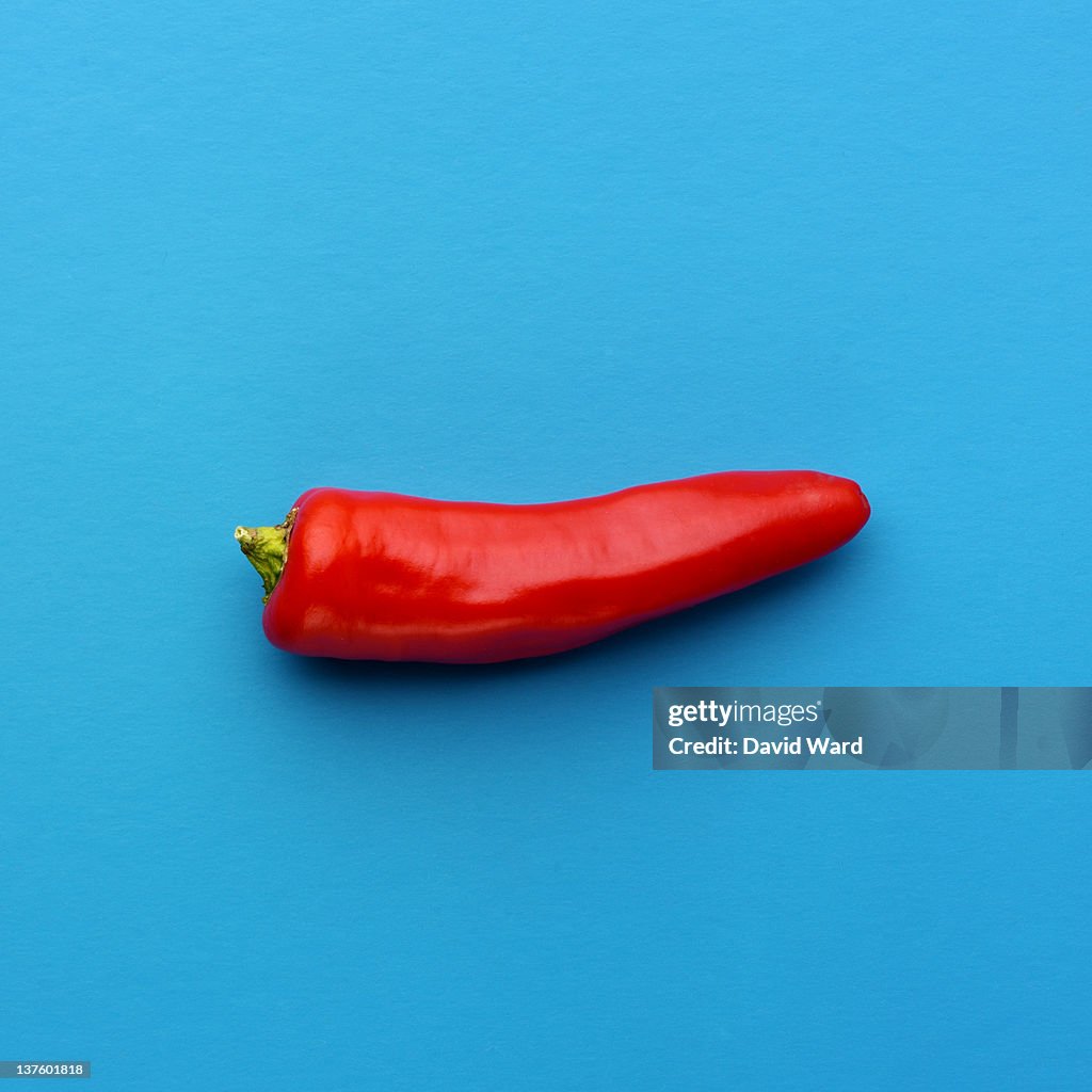A red chilli pepper on a bright blue background.