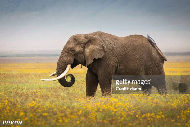 206 Elephant Head Flower Photos and Premium High Res Pictures - Getty Images