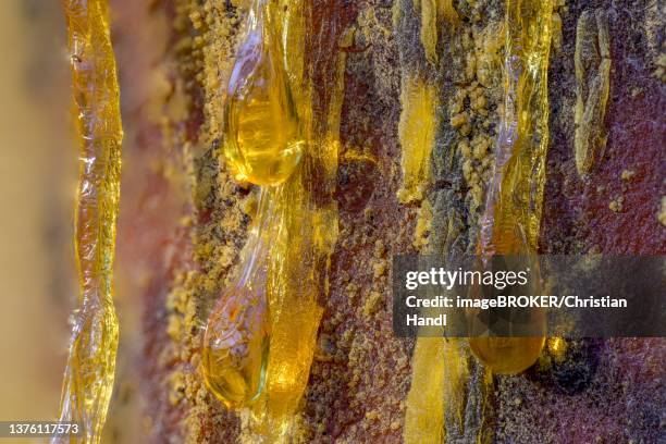 tree resin of a european black pine (pinus nigra), bad voeslau, lower austria, austria - hars stockfoto's en -beelden