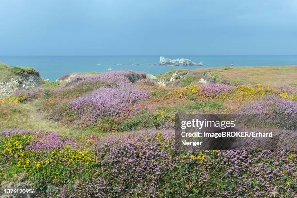 bell heather (erica cinerea) and gorse (ulex europaeus) on the coast, pointe de penhir, brittany, france - erica cinerea stock pictures, royalty-free photos & images