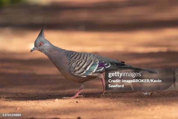 crested pigeon (ocyphaps lophotes) adult bird walking on a path, northern territory's - ocyphaps lophotes stock pictures, royalty-free photos & images