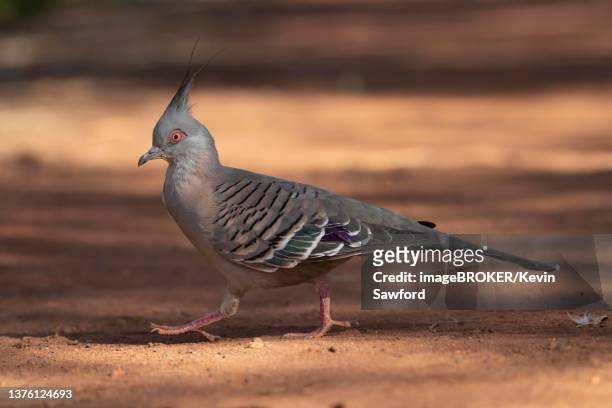 crested pigeon (ocyphaps lophotes) adult bird walking on a path, northern territory's - ocyphaps lophotes stock pictures, royalty-free photos & images
